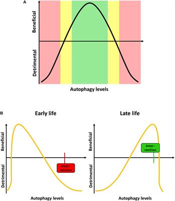 Pleiotropic Effects of mTOR and Autophagy During Development and Aging